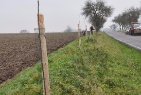 Výsadba aleje k Vachkovu mostku 17.11.2017