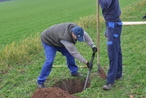 Výsadba historických odrůd stromů 16.11.2019