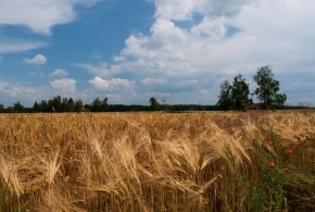 Vlkovské léto