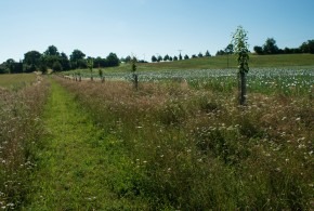 Vlkovské léto